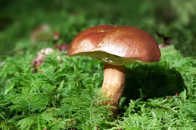 Mushroom Gummies for Focus