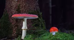 mushroom-gummies-for-focus-640x480-44072402.jpeg