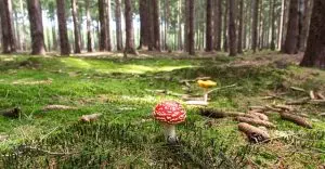mushroom-gummies-for-focus-640x480-44279289.jpeg
