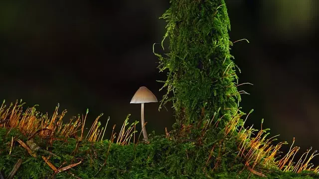 Mushroom Gummies for Focus