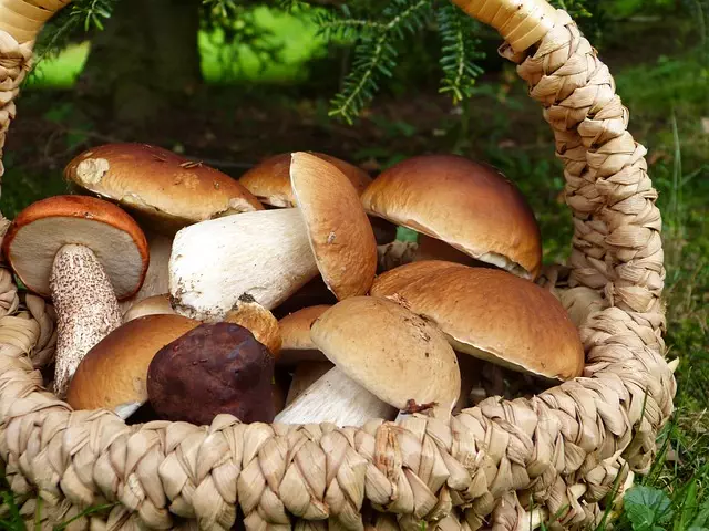 Mushroom Gummies for Focus