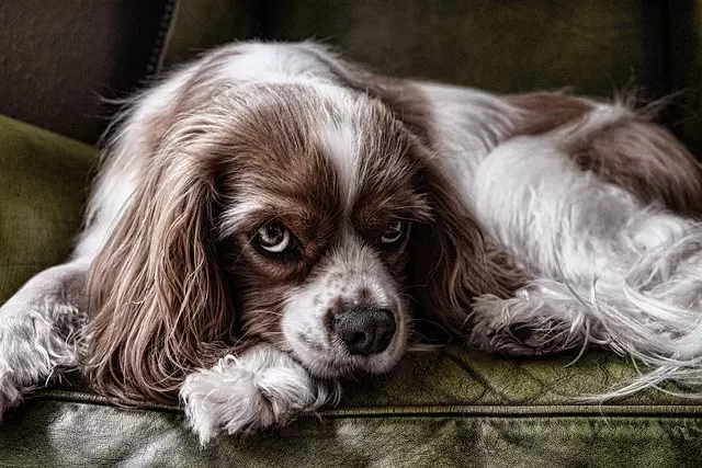 Optimizing Pet Comfort: The Role of Integrated Fans and Vents in Air-Conditioned Dog Houses