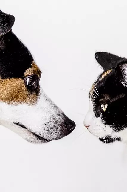 online pet marketplace