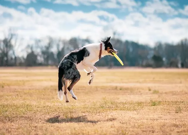 online pet marketplace