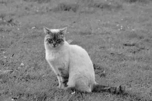 pet-sitting-640x480-2129598.jpeg