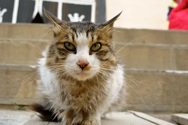 pet-sitting-640x480-6249609.jpeg