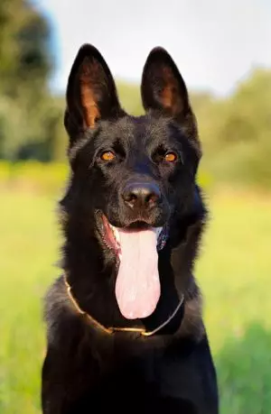 pet-sitting-640x480-69152672.jpeg
