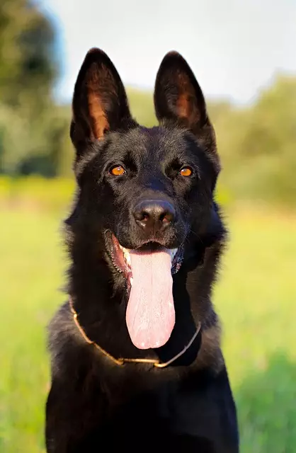 pet-sitting-640x480-69152672.jpeg