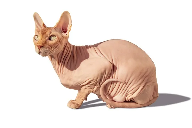 pet-sitting-640x480-73320094.jpeg