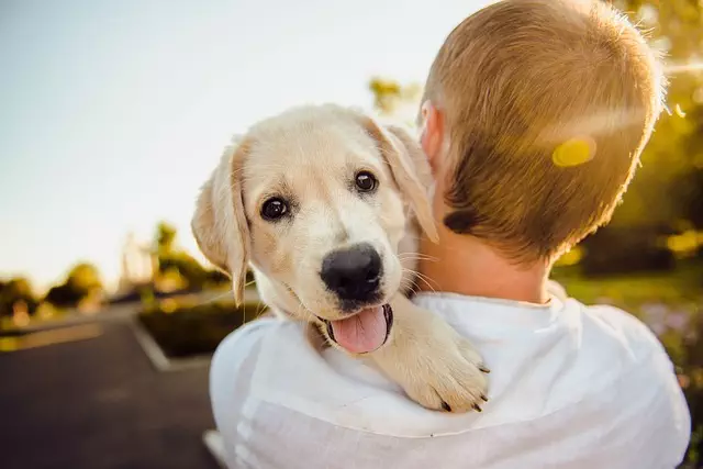 pet-sitting-640x480-89841266.jpeg