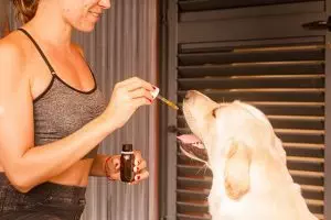 pure-cbd-isolate-640x480-59003519.jpeg