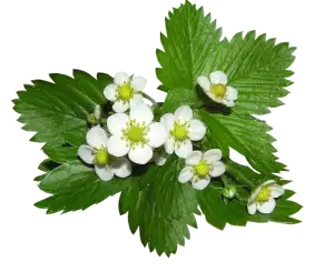strawberry-rosin-gummies-640x480-63724404.png