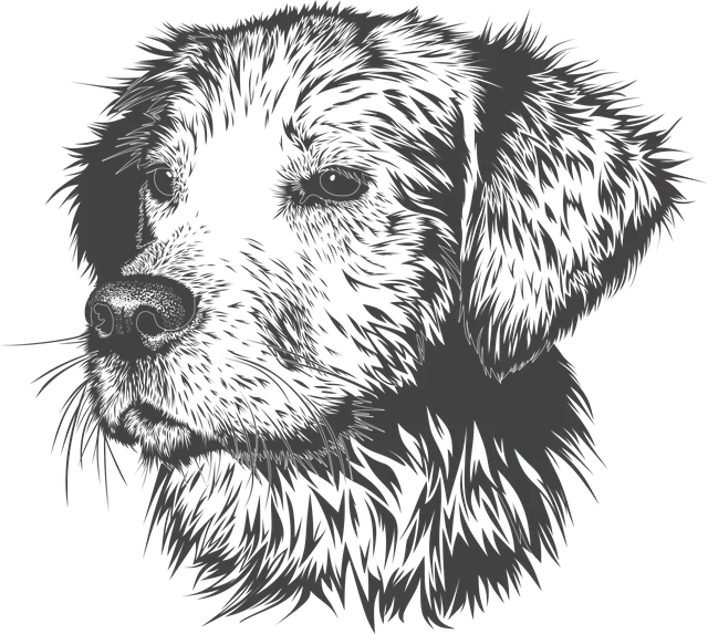 tactical-dog-harness-640x480-29972035.png