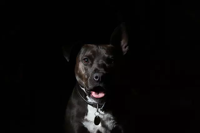 tactical dog harness