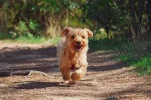 tactical-dog-harness-640x480-70118938.jpeg