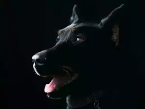 tactical-dog-harness-640x480-96524902.jpeg