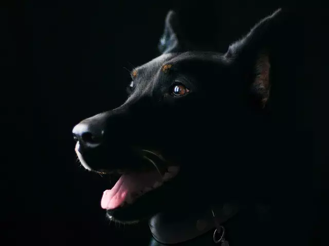 tactical-dog-harness-640x480-96524902.jpeg