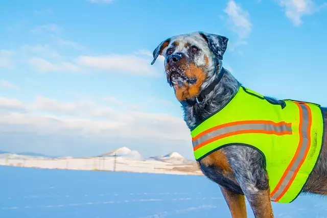 tactical dog vest