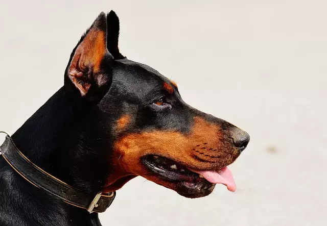 tactical dog vest