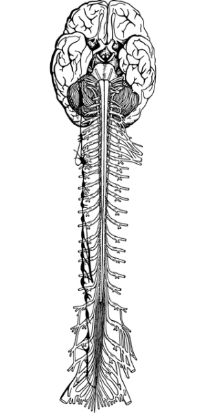 understanding-the-endocannabinoid-system-640x480-21595868.png