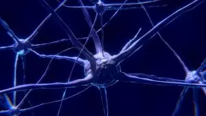 understanding-the-endocannabinoid-system-640x480-56742399.jpeg