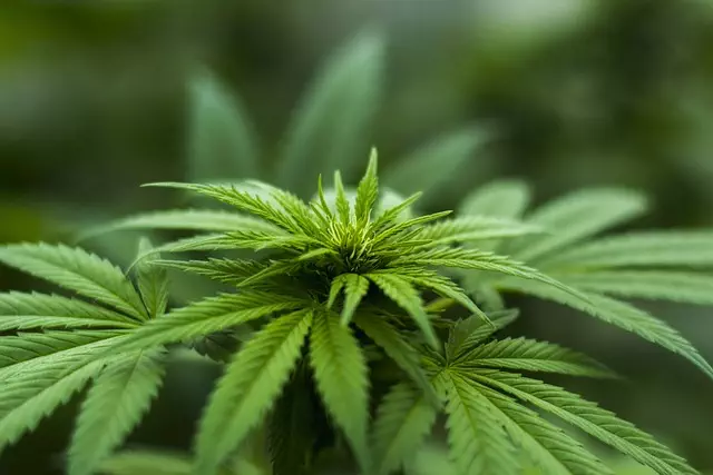 Understanding the Endocannabinoid System