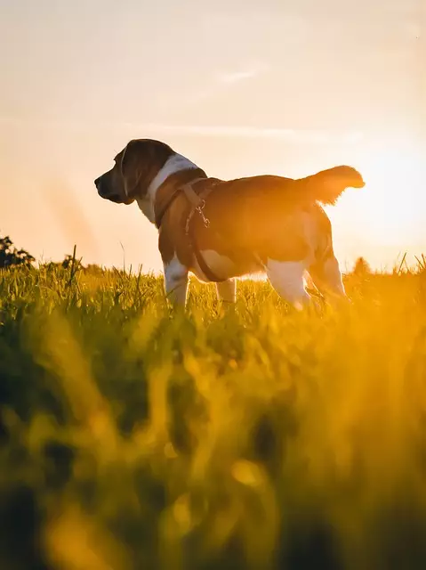 Cool Innovations: Eco-Friendly Air Conditioned Dog Houses for Optimal Pet Comfort