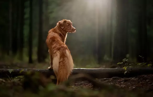 Optimizing Canine Comfort: The Essence of Air-Conditioned Dog House Ventilation