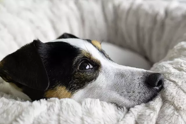 Optimizing Canine Comfort: The Air-Conditioned Dog House Advantage