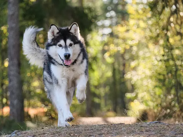 Cool Comfort for Canines: The Evolution of Air Conditioned Dog Houses