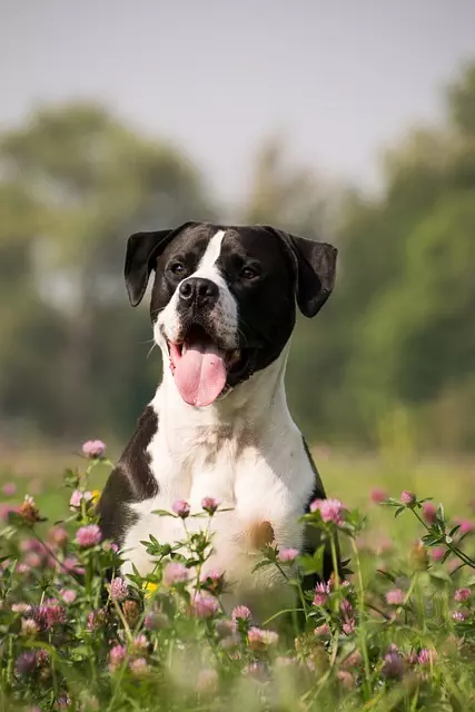 Sheltering in Style: Essentials of Air Conditioned Dog Houses for All-Weather Comfort