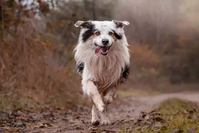 Cool Canines on the Go: Exploring Air-Conditioned Dog House Innovations