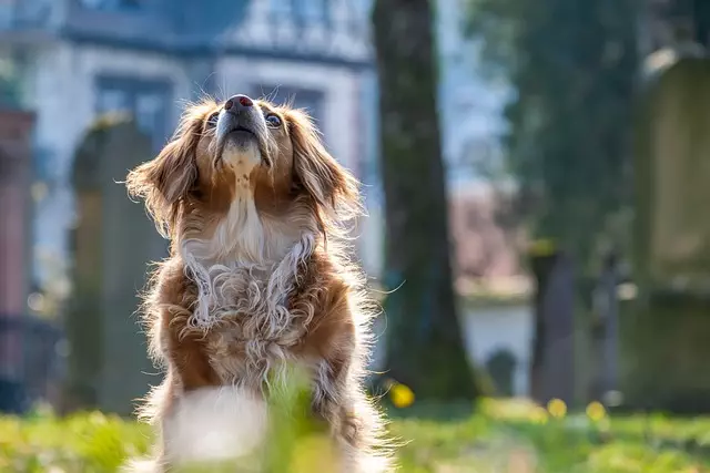 air conditioned dog house
