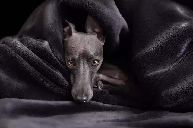 Cool Canine Living: The Rise of Energy-Efficient Air-Conditioned Dog Houses