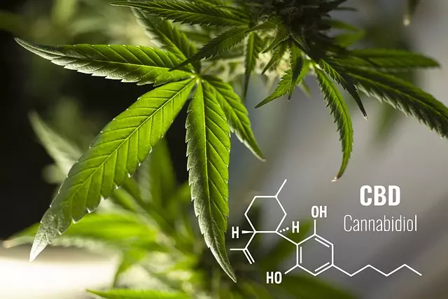 CBD Pain Relief Cream