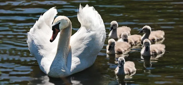 family health insurance