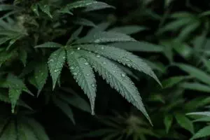 full-spectrum-cbd-tincture-640x480-3424062.jpeg
