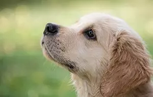 heated-dog-house-640x480-18257712.jpeg