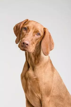 heated-dog-house-640x480-23265421.jpeg