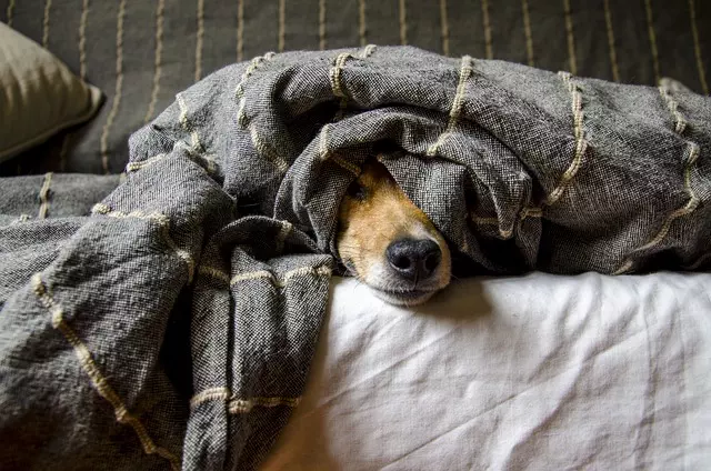 heated dog house