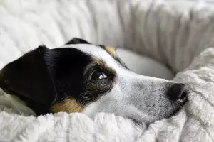 heated-dog-house-640x480-75333763.jpeg
