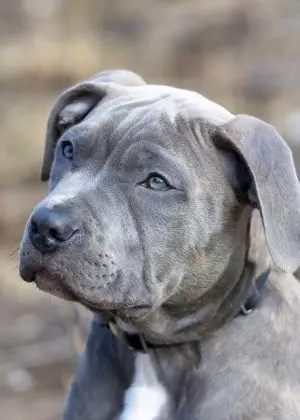 heated-dog-house-640x480-78842113.jpeg