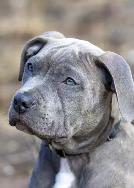 heated-dog-house-640x480-78842113.jpeg