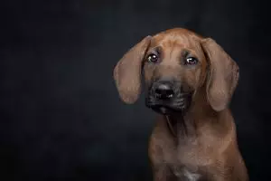 heated-dog-house-640x480-90313555.jpeg