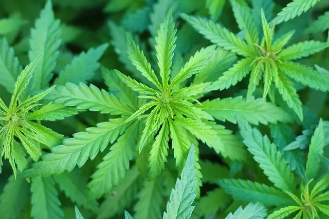 heavy-metals-testing-for-cbd-640x480-38047686.jpeg