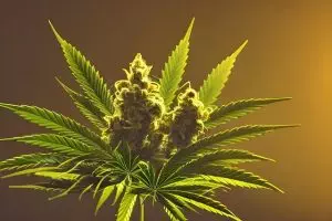 hemp-terpenes-for-sale-640x480-23236465.jpeg