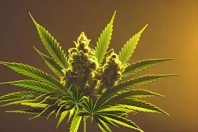 hemp-terpenes-for-sale-640x480-23236465.jpeg
