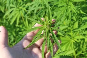 hemp-terpenes-for-sale-640x480-79836262.jpeg