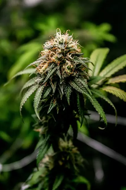 High Potency Cannabinoids