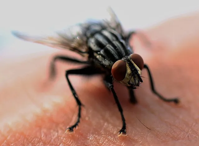 insect control services